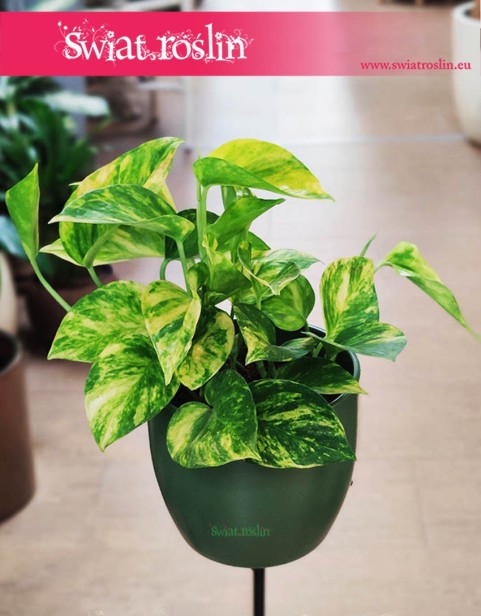 Scindapsus Pinnatum Hicolor kup w sklepie internetowym online z wysyłką, Epipremnum Pinnatum Hicolor