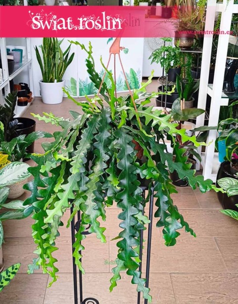 Epiphyllum Anthonyanus, Epifyllum Anthonyanus, Selenicereus Anthonyanus, Kaktus Zygzak