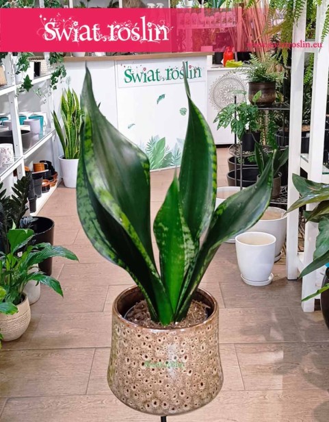 Sansevieria Grey Stripe, Sansewieria Grey Stripe, Sanaseweria Grey Stripe