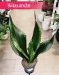 Sansevieria Grey Stripe do kupienie w sklepie internetowym online, Sansewieria Grey Stripe, Sanaseweria Grey Stripe