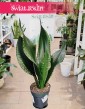 Sansevieria Grey Stripe kup online z wysyłką do domu, Sansewieria Grey Stripe, Sanaseweria Grey Stripe