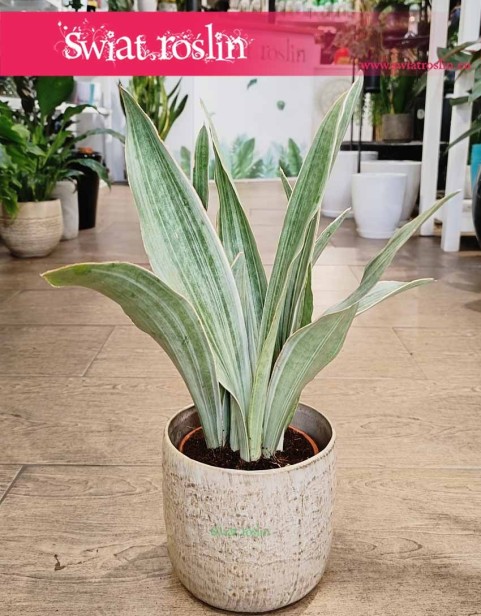 Sansevieria Trifasciata Sayuri, Sansewieria Sayuri