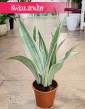 Sansevieria Trifasciata Sayuri kub w sklepie w Krakowie z wysyłką do domu, Sansewieria Sayuri