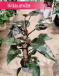 Philodendron New Red do kupienia w sklepie w Krakowie, Filodendron New Red