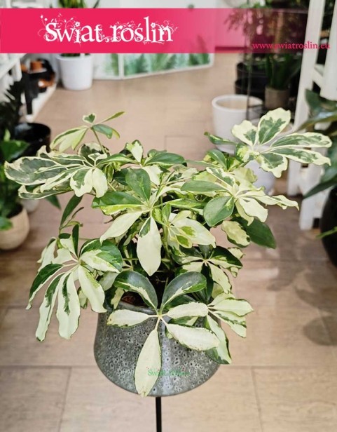 Schefflera Arboricola Charlotte, Szeflera Charlotte