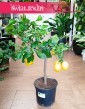 Drzewko cytrynowe, Citrus Lemon, Cytryna zwyczajna, Cytrus Lemon sklep z roślinamionline