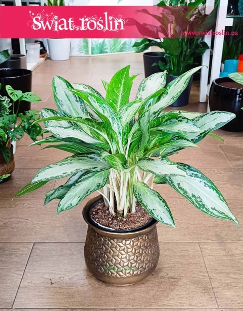 Aglonema Golden Bay, Aglaonema Golden Bay