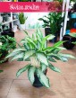 Aglonema Golden Bay do kupienia w sklepie z roślinami w Krakowie lub online z wysyłką, Aglaonema Golden Bay