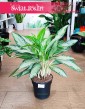 Aglonema Golden Bay sklep internetowy online z wysyłką roślin do domu , Aglaonema Golden Bay