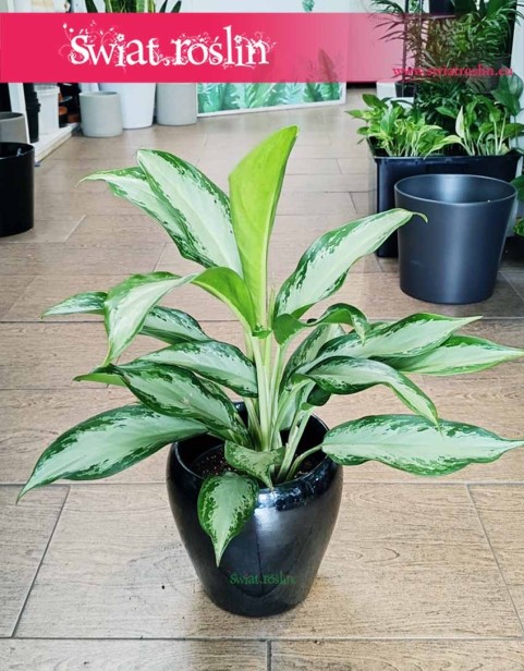 Aglaonema Cleopatra, Aglonema Cleopatra