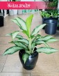 Aglaonema Cleopatra, Aglonema Cleopatra