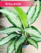 Aglaonema Cleopatra, Aglonema Cleopatra do kupienia w sklepie stacjonarnym w Krakowie
