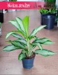 Aglaonema Cleopatra do kupienia w sklepie internetowym online z wysyłką, Aglonema Cleopatra