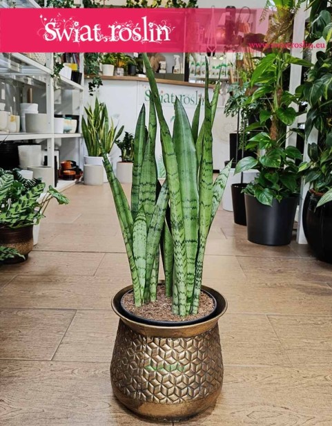 Sansevieria Trifasciata Silver Mist, Sansewieria Silver Mist, Sansewieria Gwinejska Silver Mist