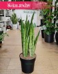 Sansevieria Trifasciata Silver Mist łatwa w uprawie rołsina do kupienia w sklepie online z wysyłką, Sansewieria Gwinejska