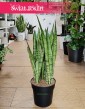 Sansevieria Trifasciata Silver Mist, Sansewieria Gwinejska Silver Mist roślina do biura do firmy do sklepu do domy z wysyłką