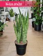 Sansevieria Trifasciata Silver Mist do kupienia w sklepie w Krakowie z wysyłką do domu, Sansewieria Gwinejska Silver Mist