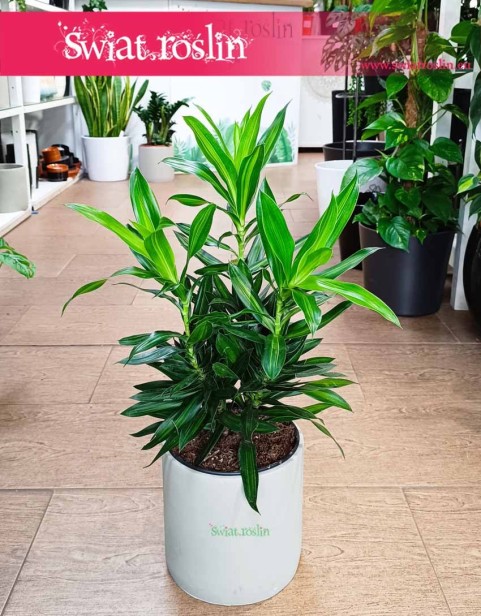 Dracena Song of Jamaica, Dracaena Song of Jamaica, Pleomele Song of Jamaica, Dracena Odwrócona