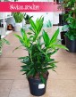 Kup w sklepie online Dracena Song of Jamaica, Dracaena Song of Jamaica, Pleomele Song of Jamaica