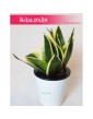 Sansevieria Hahnii Black Star, Sansewieria Hahnii Black Star, Sansewiera Black Star, Wężownica 2