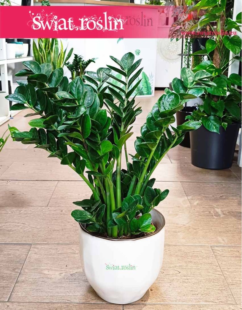 Zamioculcas Midori, Zamiokulkas Midori