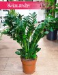 Zamioculcas Midori do kupienia w sklepie internetowym online z wysyłką, Zamiokulkas Midori