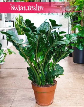 Zamioculcas Midori do kupienia w krakowie z wysyłką, Zamiokulkas Midori