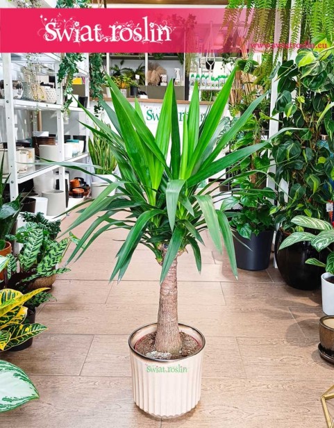 Juka Gwatemalska, Yucca Elephantipes