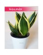 Sansevieria Hahnii Black Star, Sansewieria Hahnii Black Star, Sansewiera Black Star, Wężownica 3