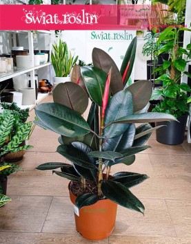 Fikus Elastica Abidjan do kupienia w sklepie w Krakowie, Ficus elastica Abidjan, Figowiec sprężysty Abidjan,