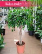 Fikus Nitida do kupienia stacjonarnie w Krakowie, Ficus Nitida, Figowiec Nitida