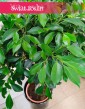 Fikus Nitida, Ficus Nitida piękna wielka roslina doniczkowa, Figowiec Nitida