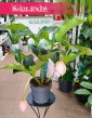 Medinilla Magnifica Lambada do kupienia internetowo online z wysyłką, Medynila Wspaniała Lambada