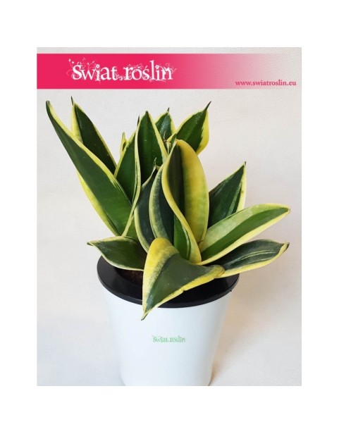 Sansevieria Hahnii Black Star, Sansewieria Hahnii Black Star, Sansewiera Black Star, Wężownica 5