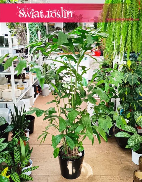 Duża Palma Orzechowa, Wielka Caryota Mitis kup online w sklepie internetowym online Kraków