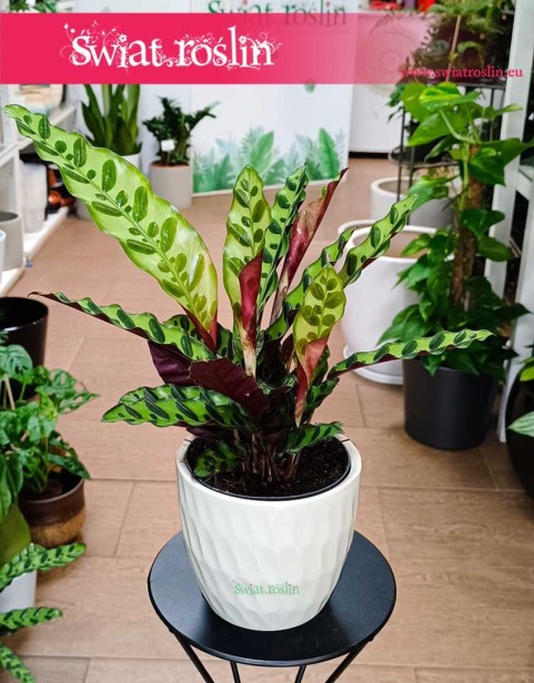 Kalatea Insignis, Calathea insignis, Kalatea Lancetowata, Kalatea Lancetolistna, Сalathea Lancifolia  sklep z roślinami online