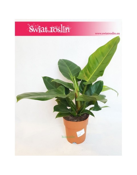 Filodendron Imperial Green, Philodendron Imperial Green 5