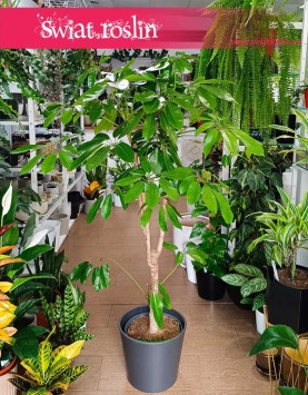 Schefflera Amate w formie drzewa, Duże Drzewko Szeflera Amate, Wielkie Drzewko Szeflera parasolowata