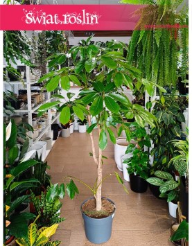 Schefflera Amate w formie drzewa, Duże Drzewko Szeflera Amate do kupienia w Krakowie