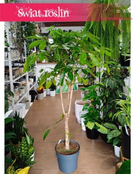 Bardz duża Schefflera Amate w formie drzewa do biura do firmy, Duże Drzewko Szeflera Amate