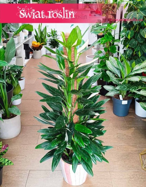 Philodendron Cobra, Filodendron Cobra