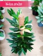 Philodendron Cobra, Filodendron Cobra do kupienia z wysyłką do domu