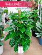 Filodendron Guttifero Green,  Philodendron Guttifero Green