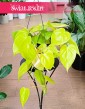 Philodendron Scandens Lemon Lime, Filodendron Scandens Lemon Lime, Philodendron Hederaceum, Filodendron Hederaceum