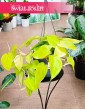 Philodendron Scandens Lemon Lime, Filodendron Scandens Lemon Lime Do kupienia w Krakowie, Philodendron Hederaceum Filodendron,