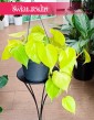 Philodendron Scandens Lemon Lime kup z wysyłką w sklepie online, Filodendron Scandens Lemon Lime, Philodendron Hederaceum