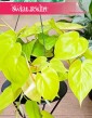 Philodendron Scandens Lemon Lime do kupienia w sklepie internetowym, Filodendron Scandens Lemon Lime, Philodendron Hederaceum