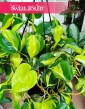 Wielki Filodendron Scandens Brazil do kupienie w sklepie online z roślinami, Duży Philodendron Pnący Brazil
