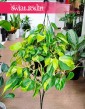 Wielki Filodendron Scandens Brazil do kupienia w sklepie internetowym online, Duży Philodendron Pnący Brazil