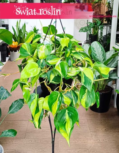 Wielki Filodendron Scandens Brazil, Duży Philodendron Pnący Brazil